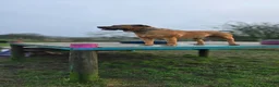 Boerboel dogs for stud: Boerboel  ** tiff for stud in Accrington - Advert 4