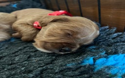 Cockapoo dogs for sale: 🐾 WAITING LISTS OPEN FOR F1 COCKAPOOS 🐾 - Image 12