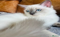 Ragdoll cats for sale: SILKY GCCF PEDIGREE RAGDOLL - Championline  in London - Image 32