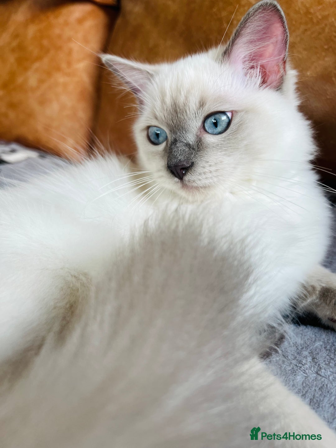 Ragdoll cats for sale: SILKY GCCF PEDIGREE RAGDOLL - Championline  in London - Image 32