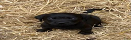 Cockerdor dogs for sale: Cockerdor / Cockador Puppies - Advert 1