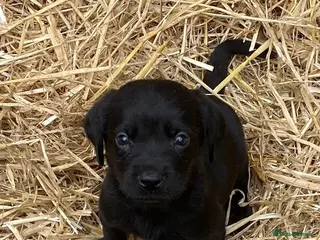 Cockerdor dogs Cockerdor/Cockador Cocker Spaniel/LabradorPuppies - Advert 8