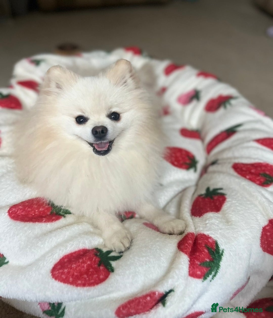 Pomeranian dogs for stud: ✨ Premium Pomeranian Stud Available – Elvis ✨ - Advert 5