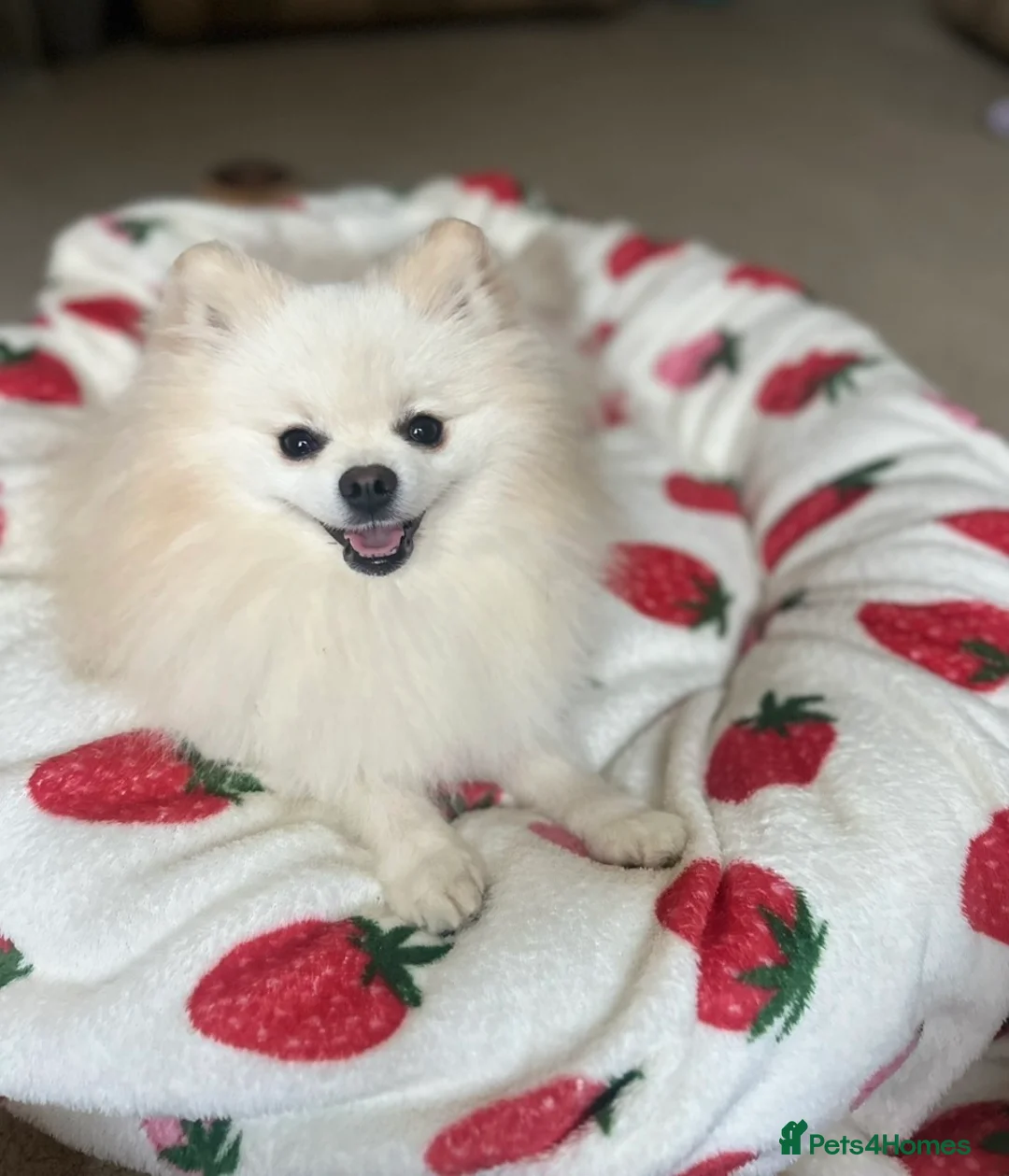 Pomeranian dogs for stud: ✨ Premium Pomeranian Stud Available – Elvis ✨ - Advert 5