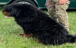 Tibetan Mastiff dogs for sale: Gorgeous Male Tibetan mastiff  in Ibstock - Image 3