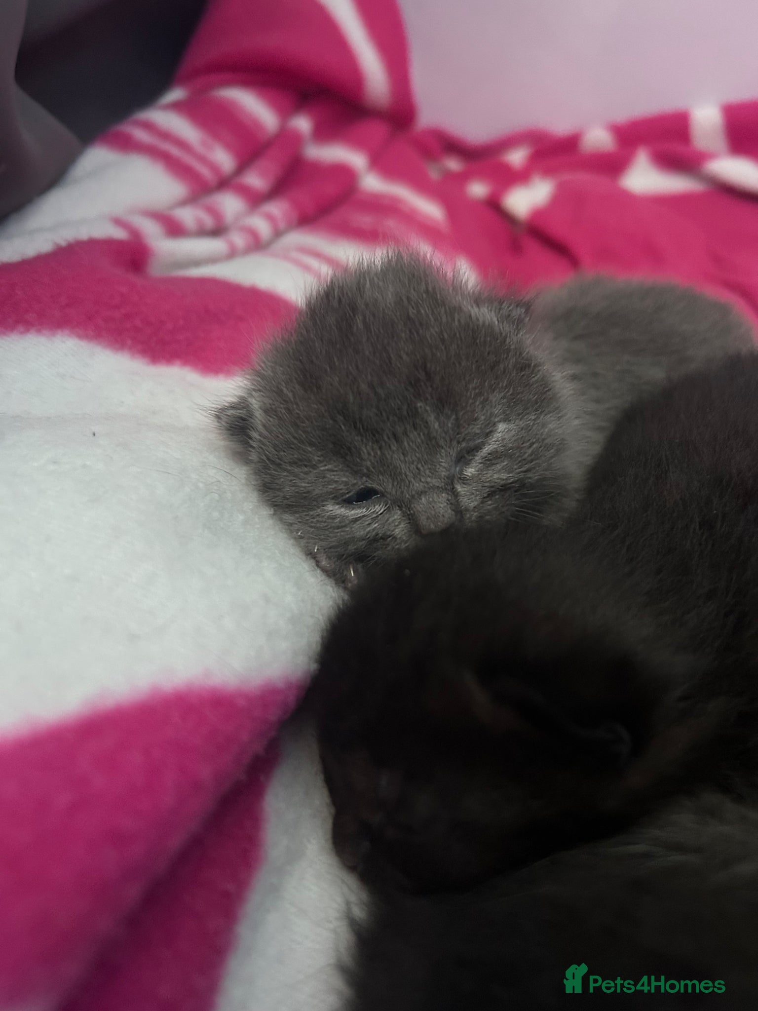British Shorthair cats for sale: 5 British shorthair kittens  - Advert 29