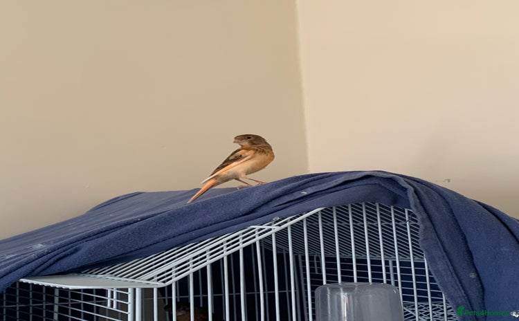 Canaries birds - Advert 15