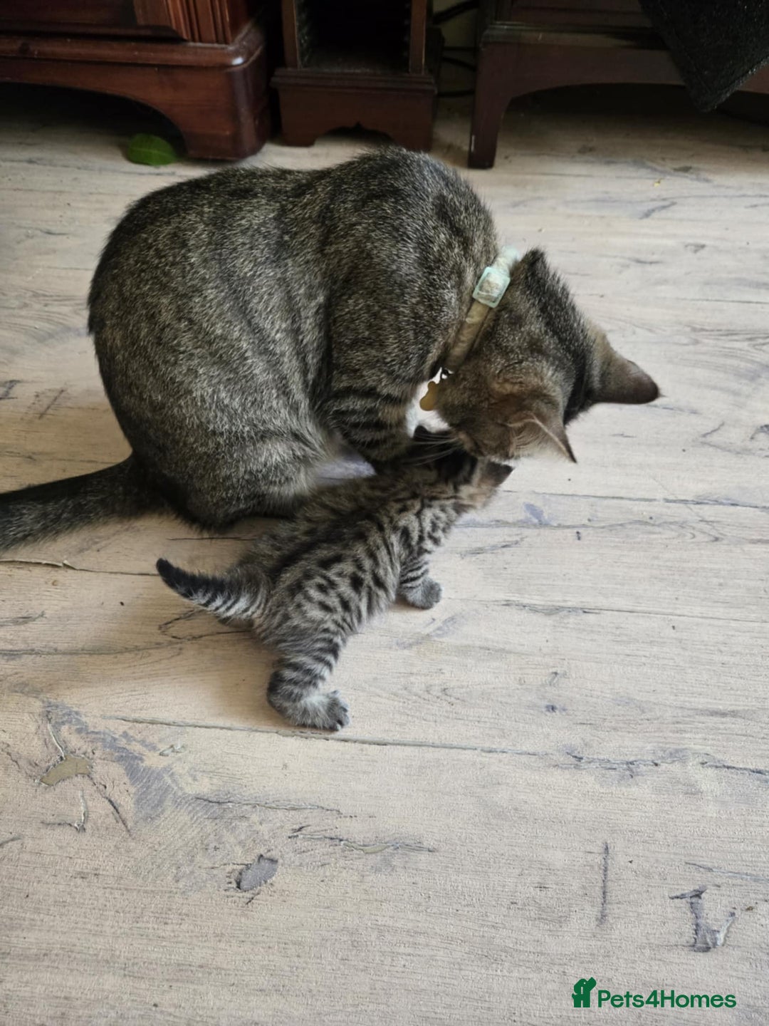 British Shorthair cats for sale: 2 boys cat  - Image 8