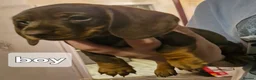 Dachshund dogs for sale: Miniature dachshunds  - Advert 12