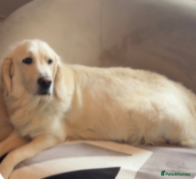 Golden Retriever dogs Puppy - Advert 5