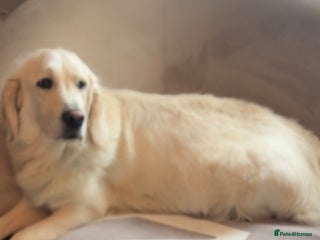 Golden Retriever dogs Puppy - Advert 5