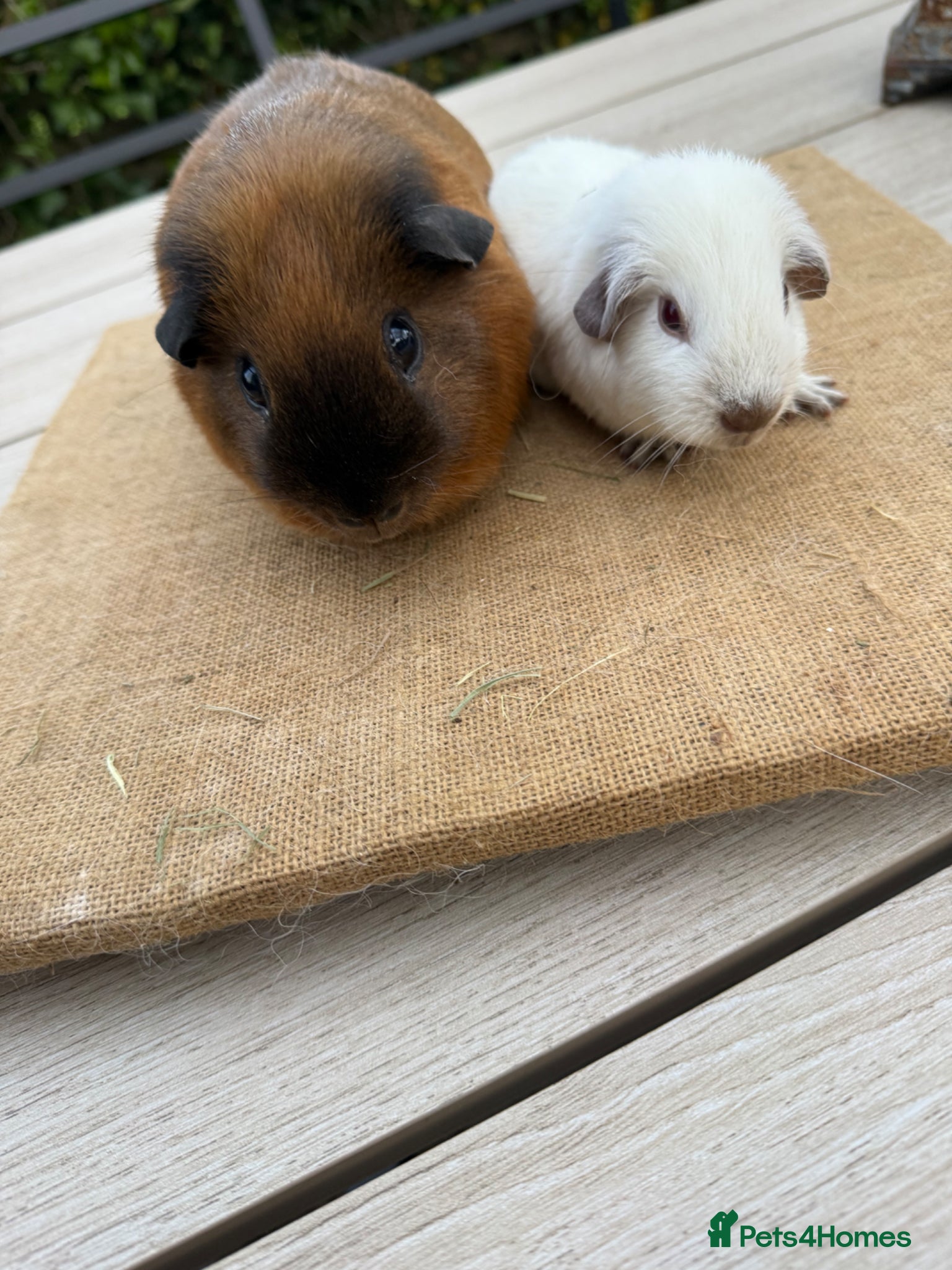 Guinea Pig rodents Pure bred Californian guinea pigs  - Advert 23