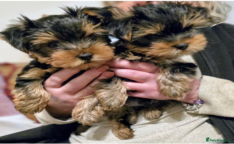 Yorkshire Terrier dogs - Advert 9