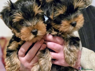 Yorkshire Terrier dogs Yorkshire terrier puppies - Advert 17