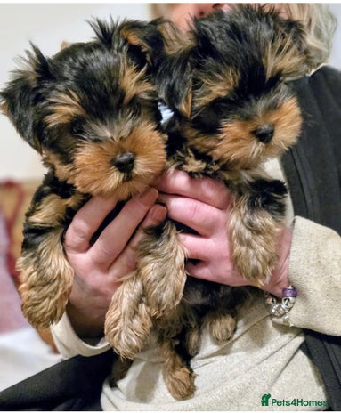 Yorkshire Terrier dogs - Advert 9