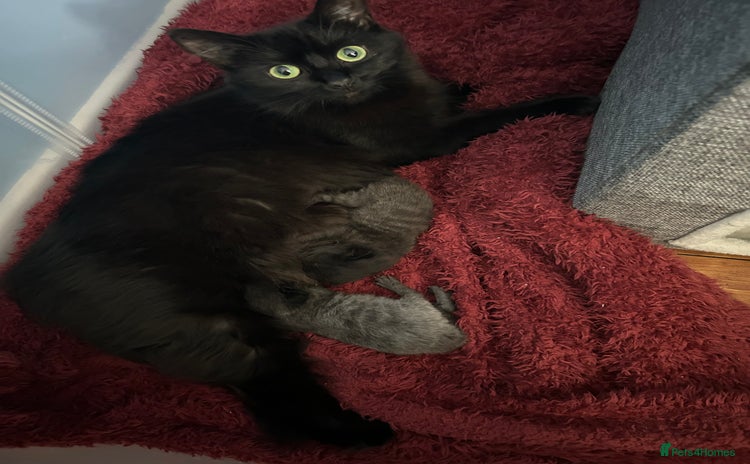 British Longhair cats - Advert 2