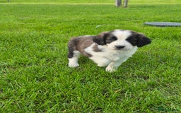 Mixed Breed dogs for sale: St Bernard Cross Puppies - Image 3
