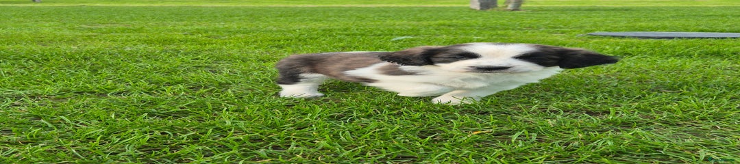 Mixed Breed Puppy 4