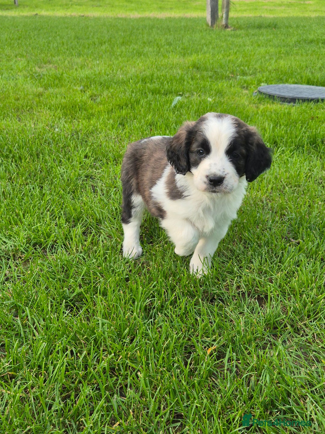 Mixed Breed dogs for sale: St Bernard Cross Puppies - Image 3