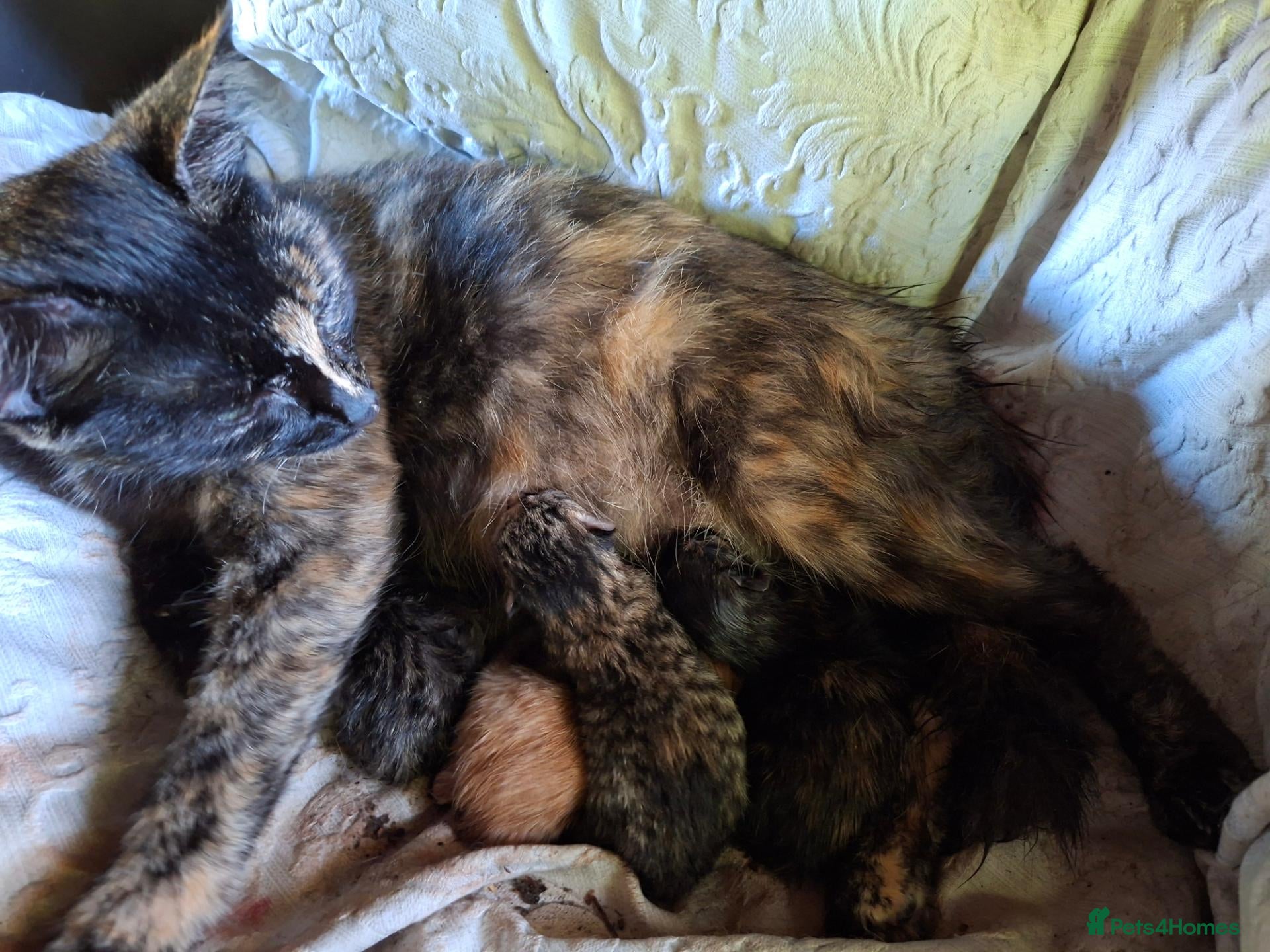 Domestic Shorthair cats 2 boys and 3 girls ginger in a separate listing. - Advert 1