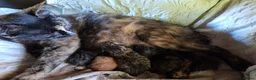 Domestic Shorthair cats for sale: 2 boys and 3 girls ginger in a separate listing. - Advert 1