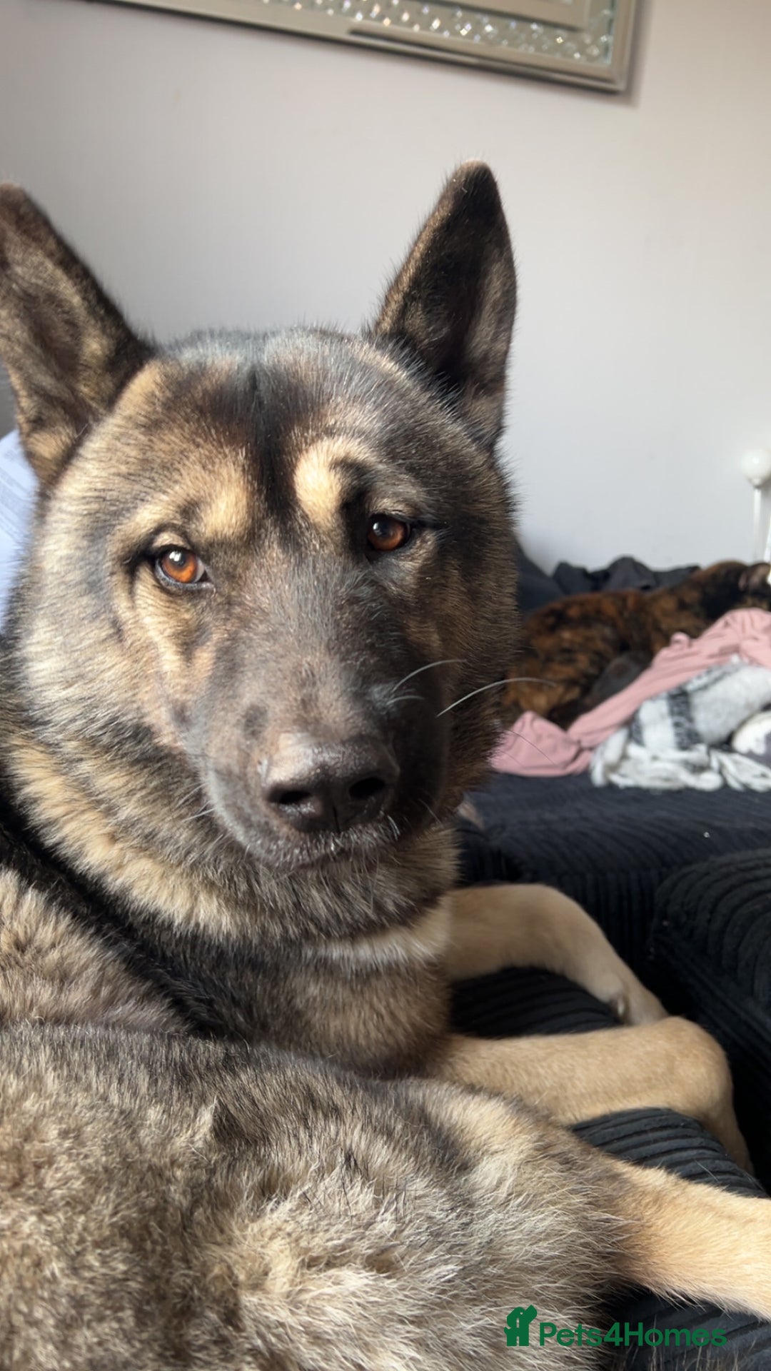 Huskita dogs for sale: Beautiful Huskita  - Image 4