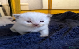 Ragdoll cats for sale: A litter of ragdolls  - Image 4