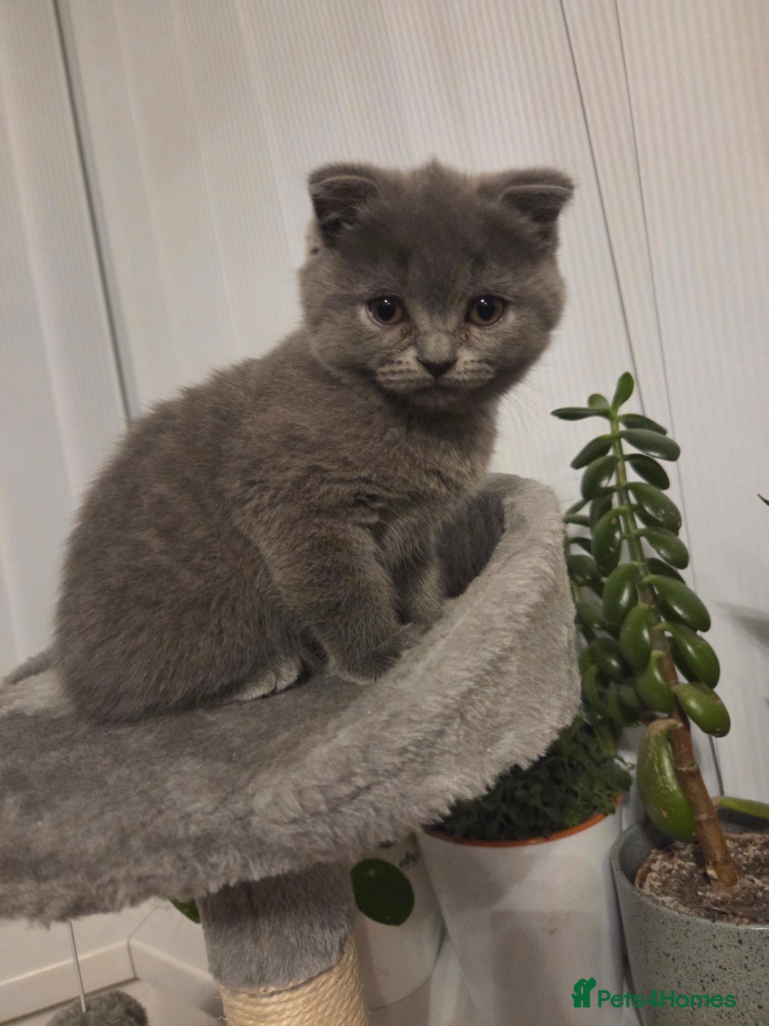 Scottish Fold cats for sale: Scotish fold/straight kittens 😸  - Advert 2