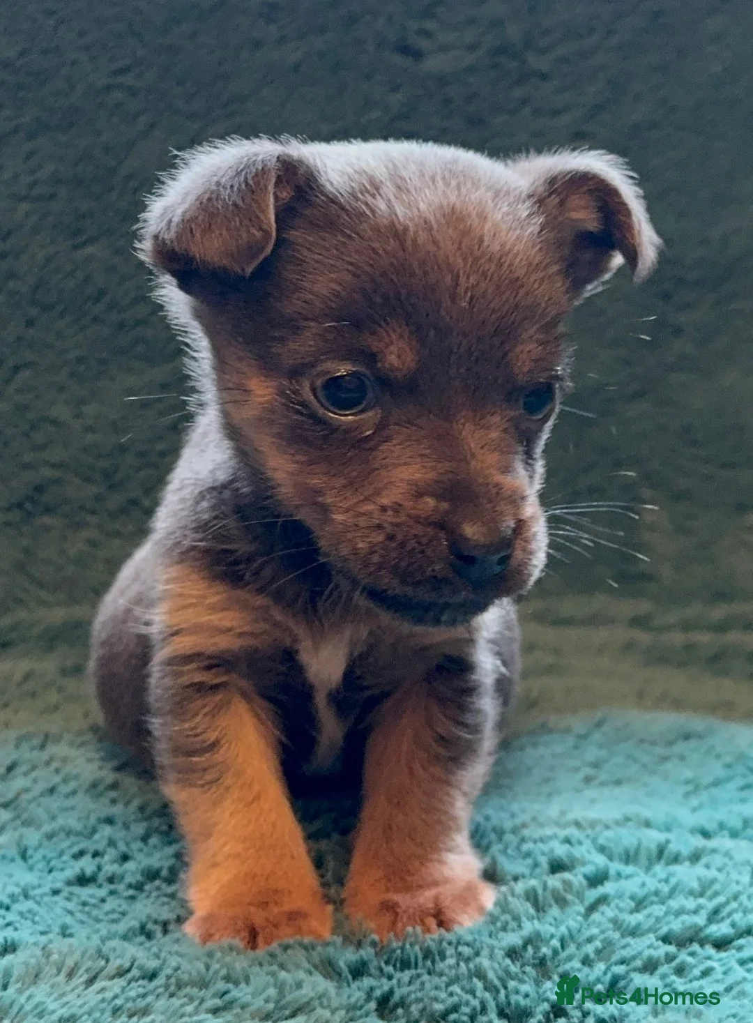 Jack Russell dogs for sale: Miniature much Wenlock puppies - Advert 22