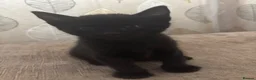 Mixed Breed cats for sale: 4 Gorgeous Kittens - Advert 6
