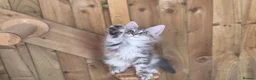 Maine Coon cats for sale: 2 Beautiful Maine Coon Kittens - Advert 9