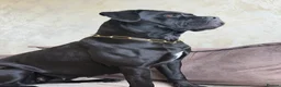 Cane Corso dogs for sale: Cane Corso puppies authentic old Italian bloodline in Newcastle upon Tyne - Advert 4