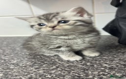 British Shorthair cats for sale: 4 beautiful tabby british shorthair kittens - Advert 4