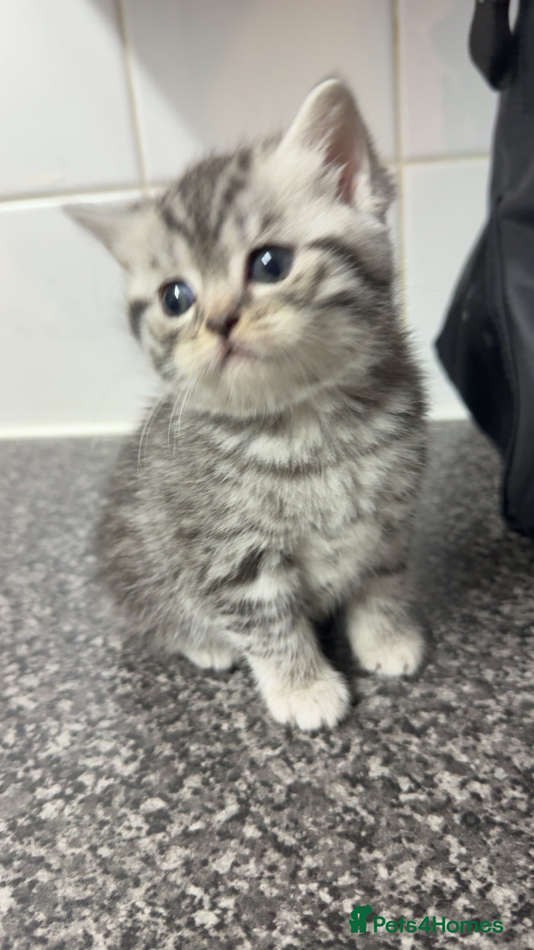 British Shorthair cats for sale: 4 beautiful tabby british shorthair kittens - Advert 4