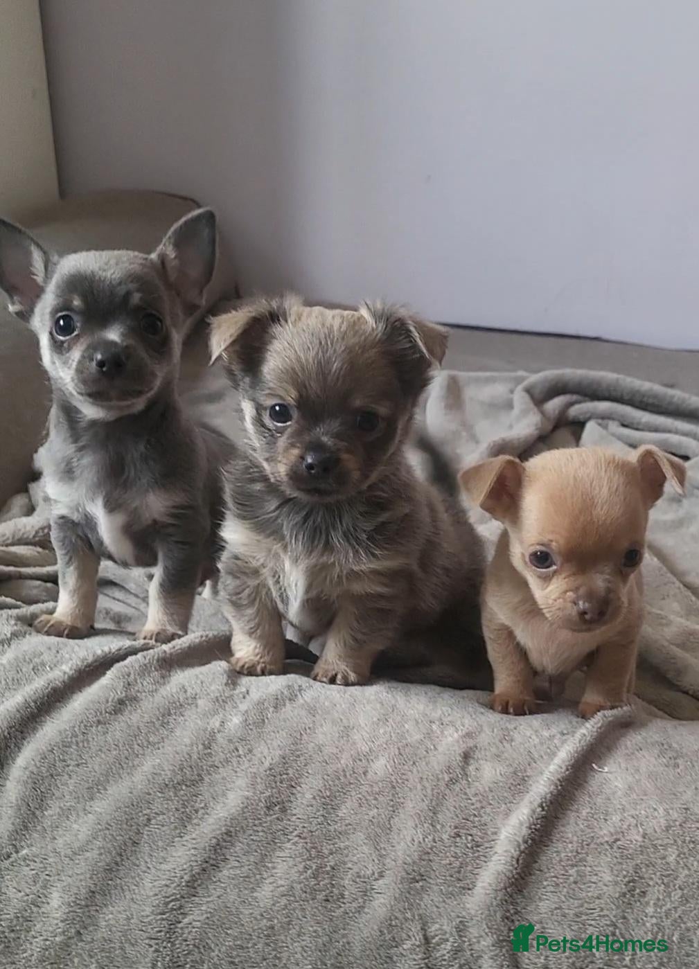 Chihuahua dogs for sale: Cheeky Little Chihuahua Pup  - Advert 11