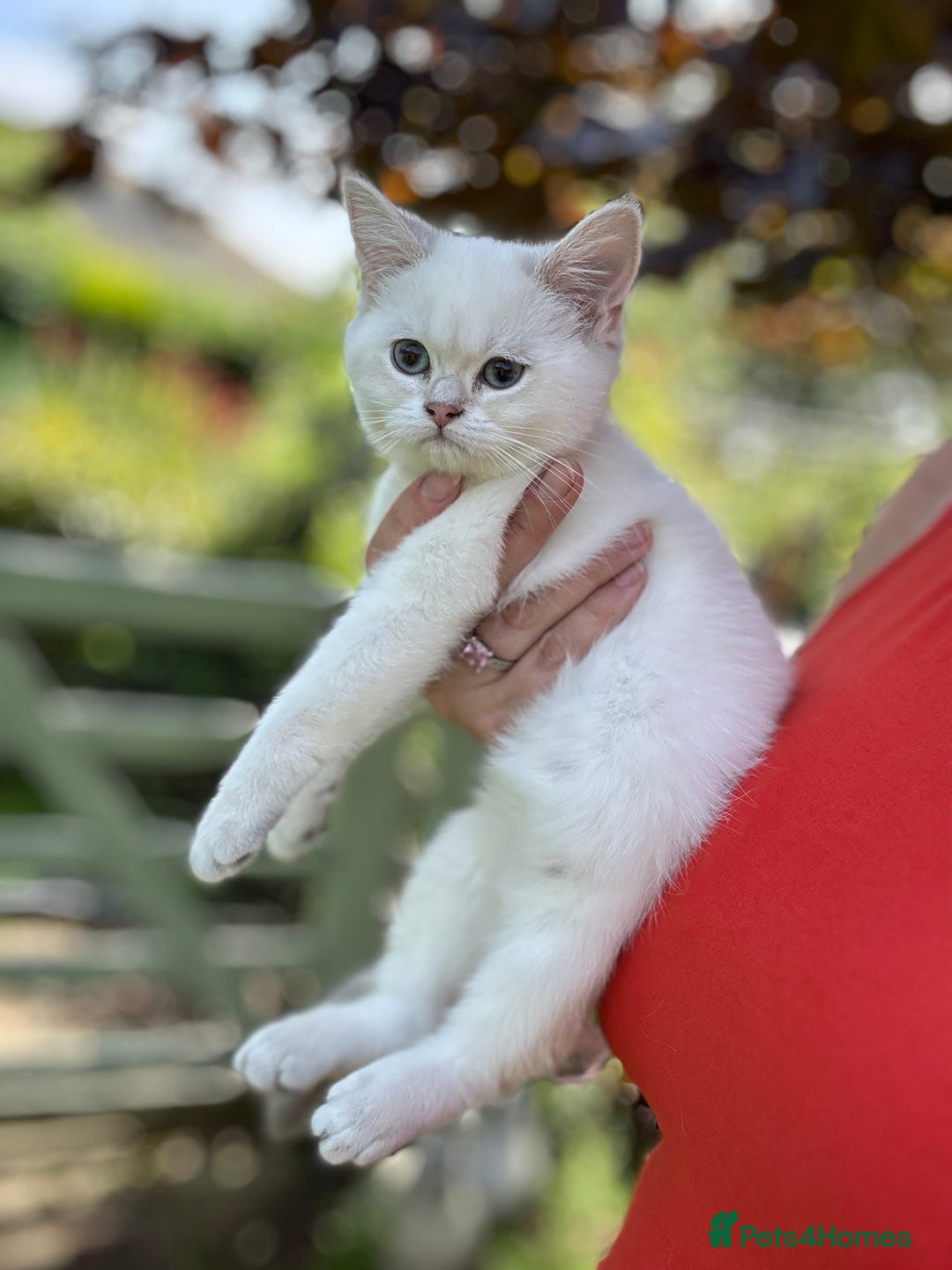 British Shorthair cats for sale: Colourpoints BSH active & non-active available - Image 15