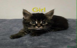 Maine Coon cats for sale: 4 Maine Coon kittens  - Image 3