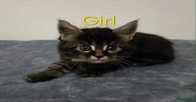 Maine Coon cats - Advert 4