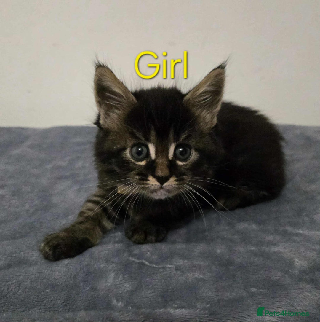 Maine Coon cats for sale: 4 Maine Coon kittens  - Image 3