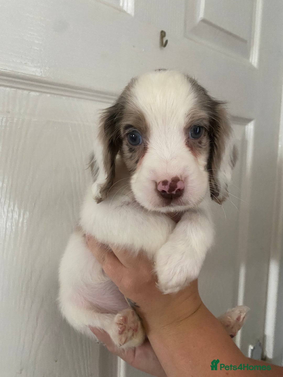 Cocker Spaniel dogs for sale: Merl cocker spaniel puppies  - Image 8