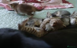 Oriental cats for sale: 4 girls 1 boy - Image 14