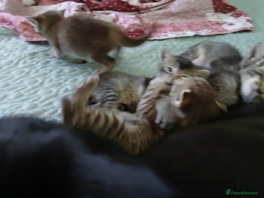 Oriental cats for sale: 4 girls 1 boy - Image 14