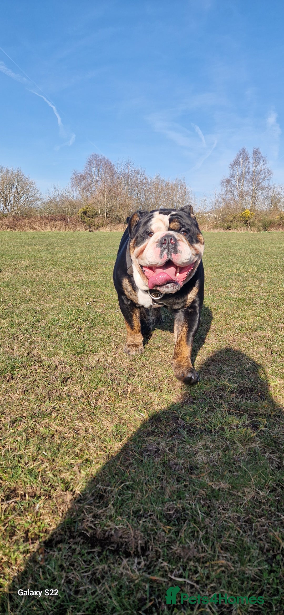 Olde English Bulldogge dogs for stud: Olde English Bulldogge (Black, white and brindle) - Image 11