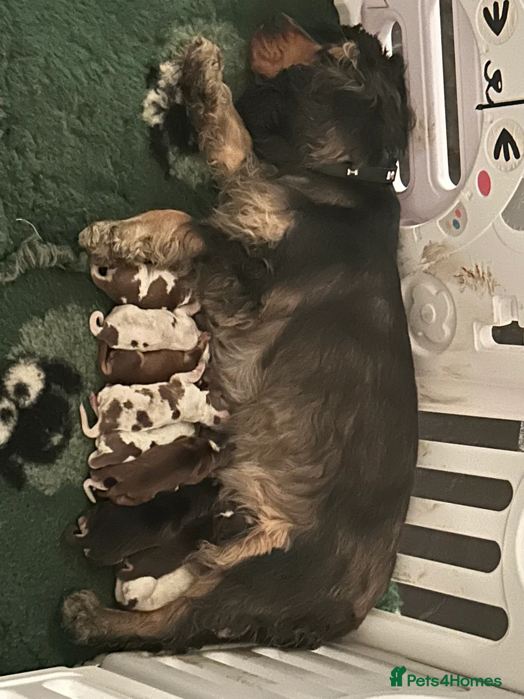 Cocker Spaniel dogs for stud: 2 PROVEN/HEALTH CLEAR KC Show Cocker Spaniels Stud in Shildon - Advert 33