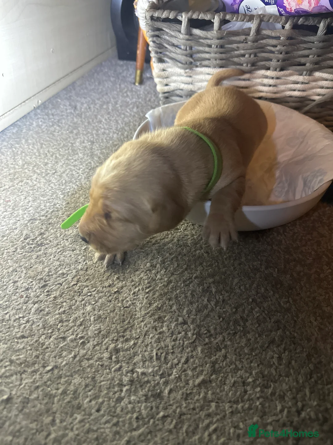 Labrador Retriever dogs for sale: 3 puppies  - Advert 2