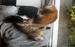 Domestic Shorthair cats for sale: 2 gorgeous tabby girls left - Image 6
