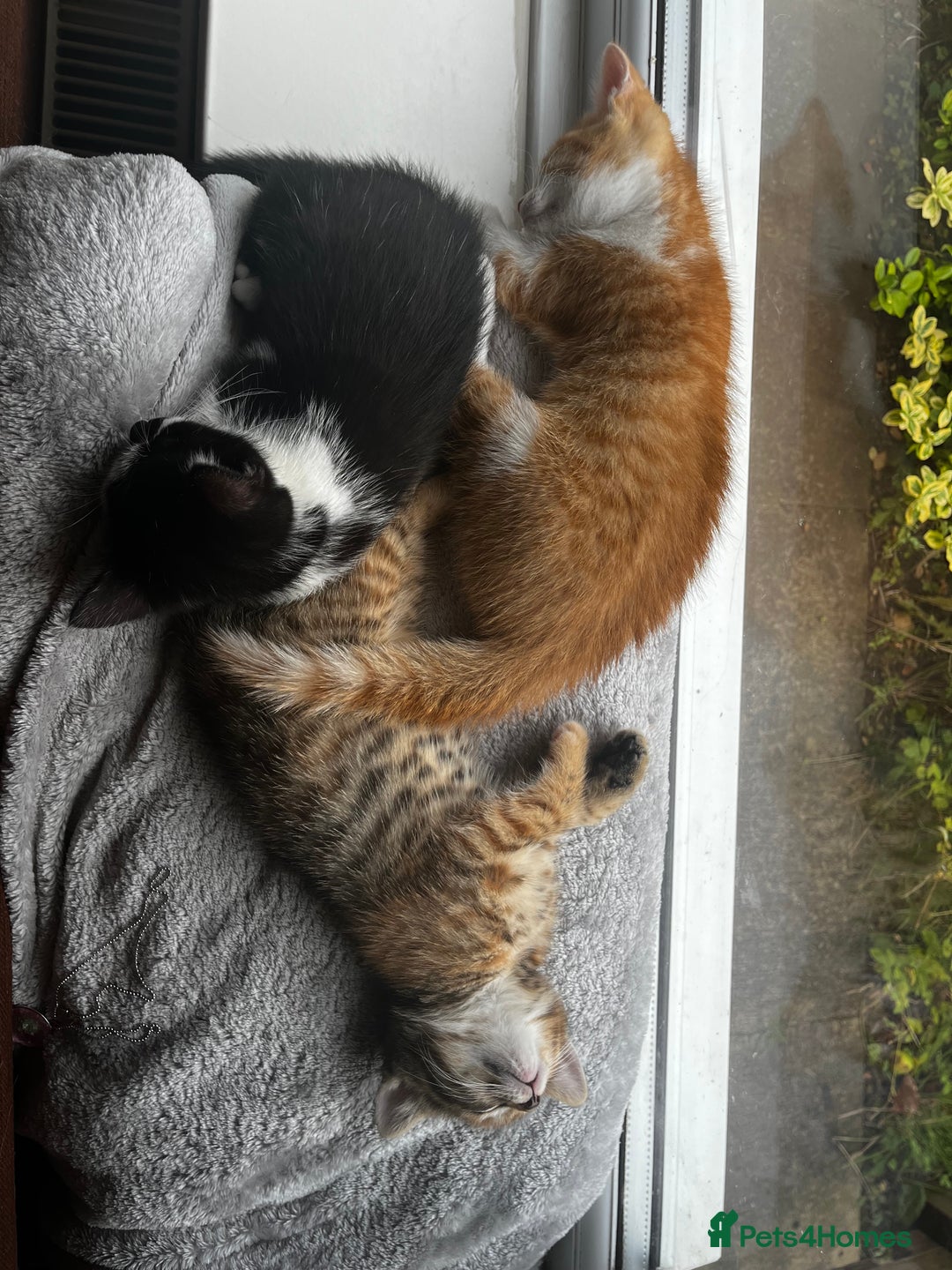 Domestic Shorthair cats for sale: 2 gorgeous tabby girls left - Image 6