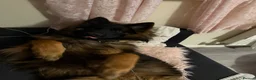 German Shepherd dogs for stud: Long Haired Black & Tan GSD Stud  - Advert 11