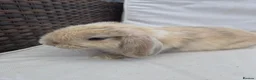 Mini Lop rabbits for sale: Mini Lop Baby Bunny - Lovely Temperament,  - Advert 2