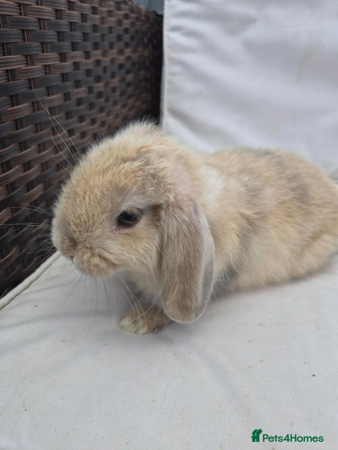 Mini Lop rabbits for sale: Mini Lop Baby Bunny - Lovely Temperament,  - Advert 2